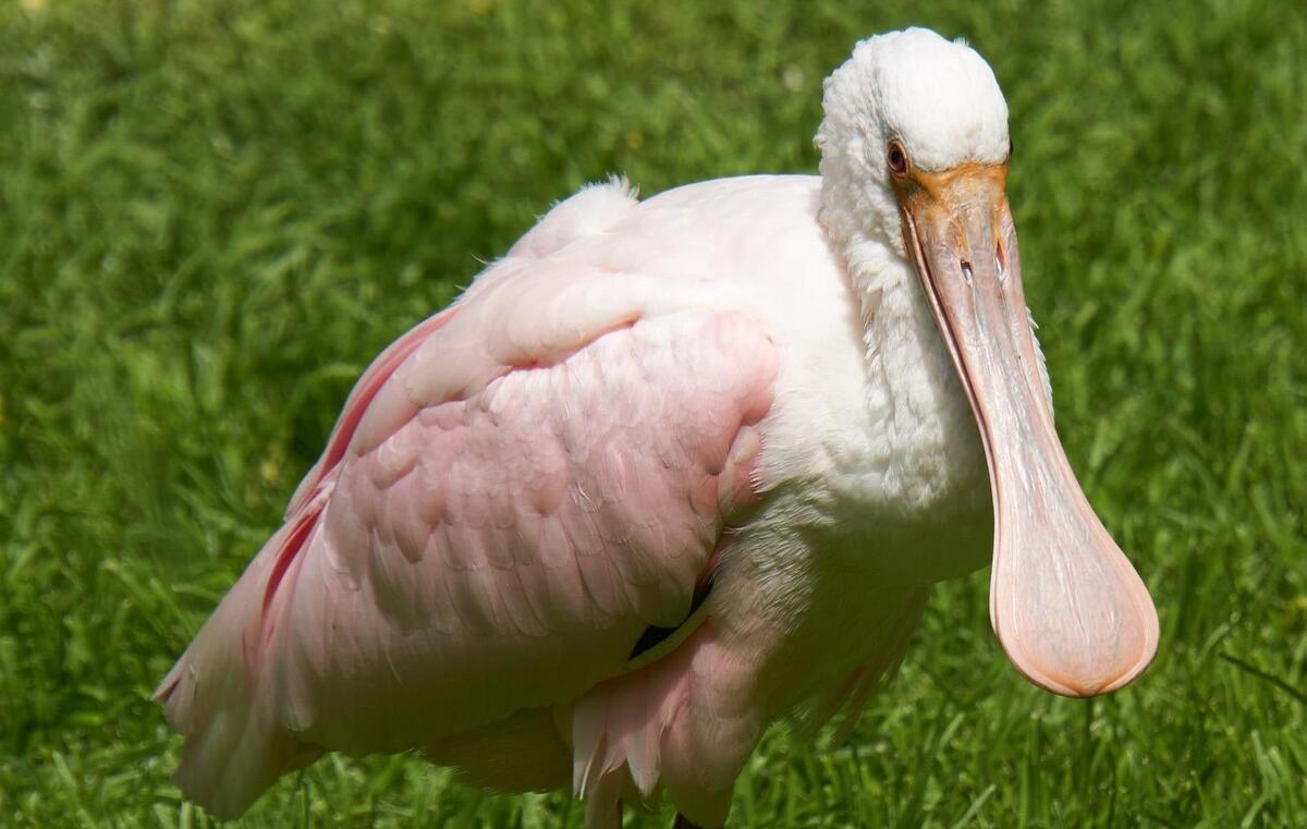 Roseate spoonbill